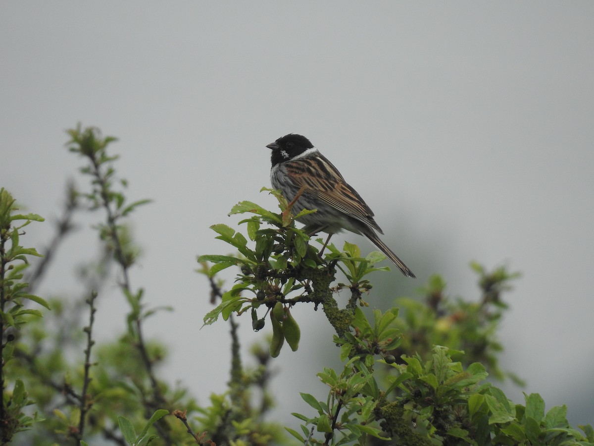 Reed Bunting - ML618562931