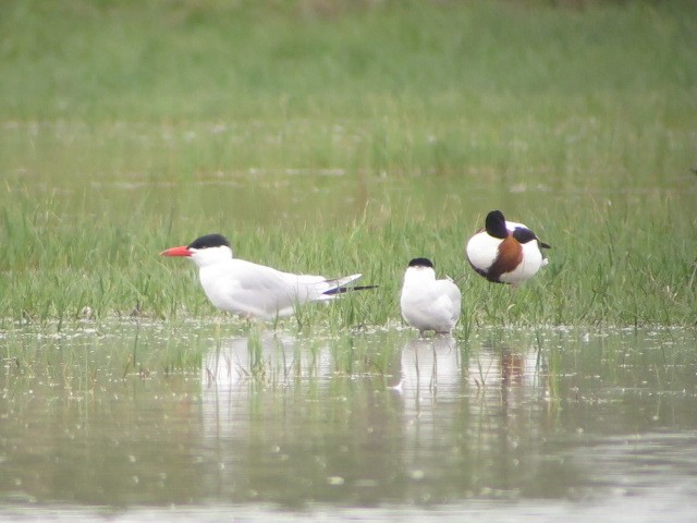 Caspian Tern - ML618562933