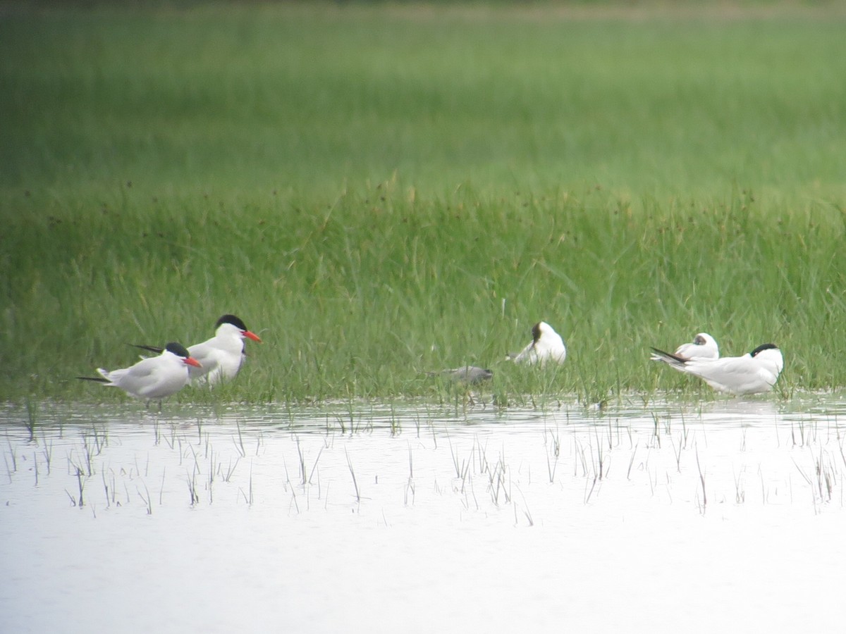 Caspian Tern - ML618562934