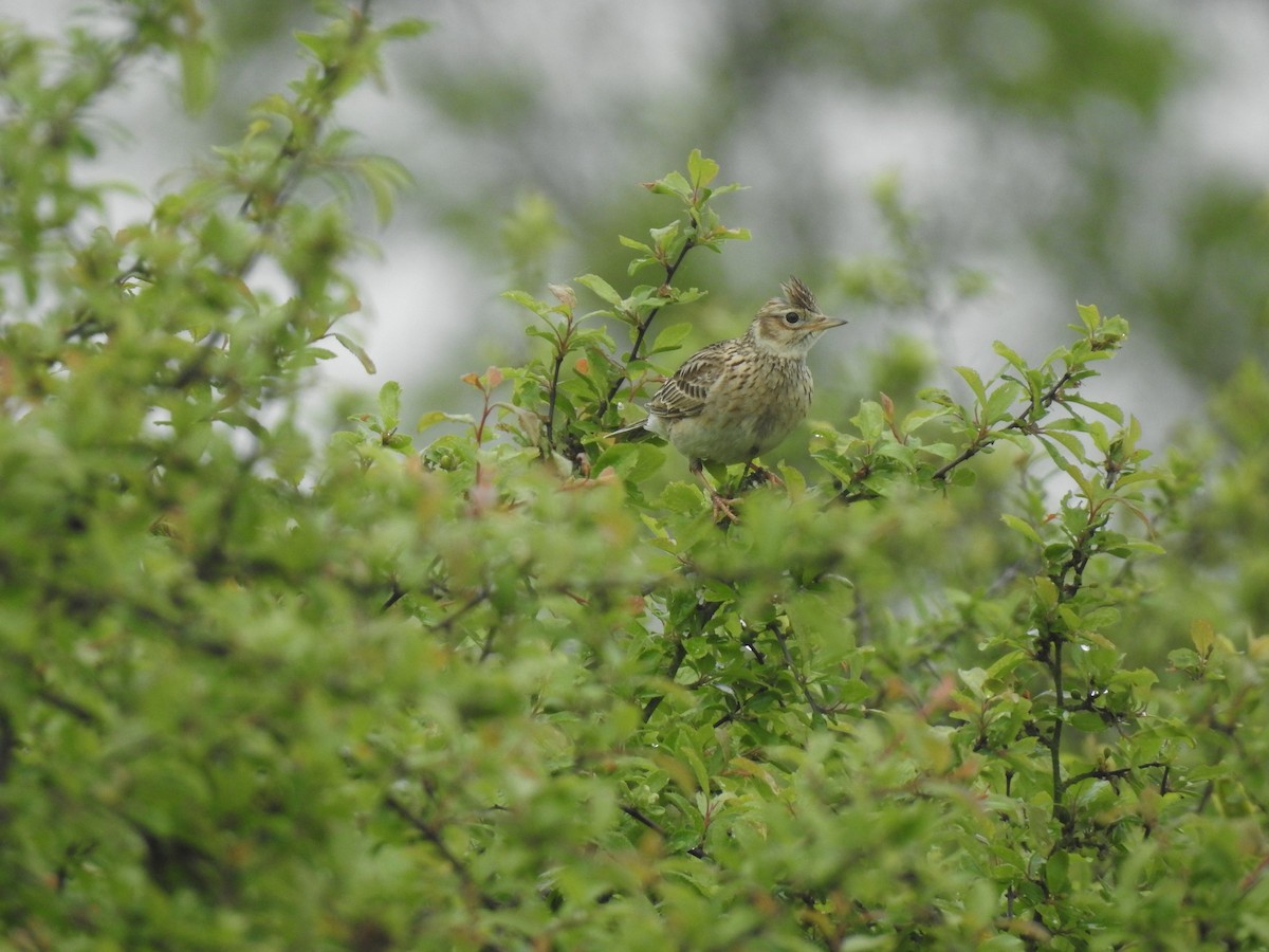 Eurasian Skylark - ML618562940