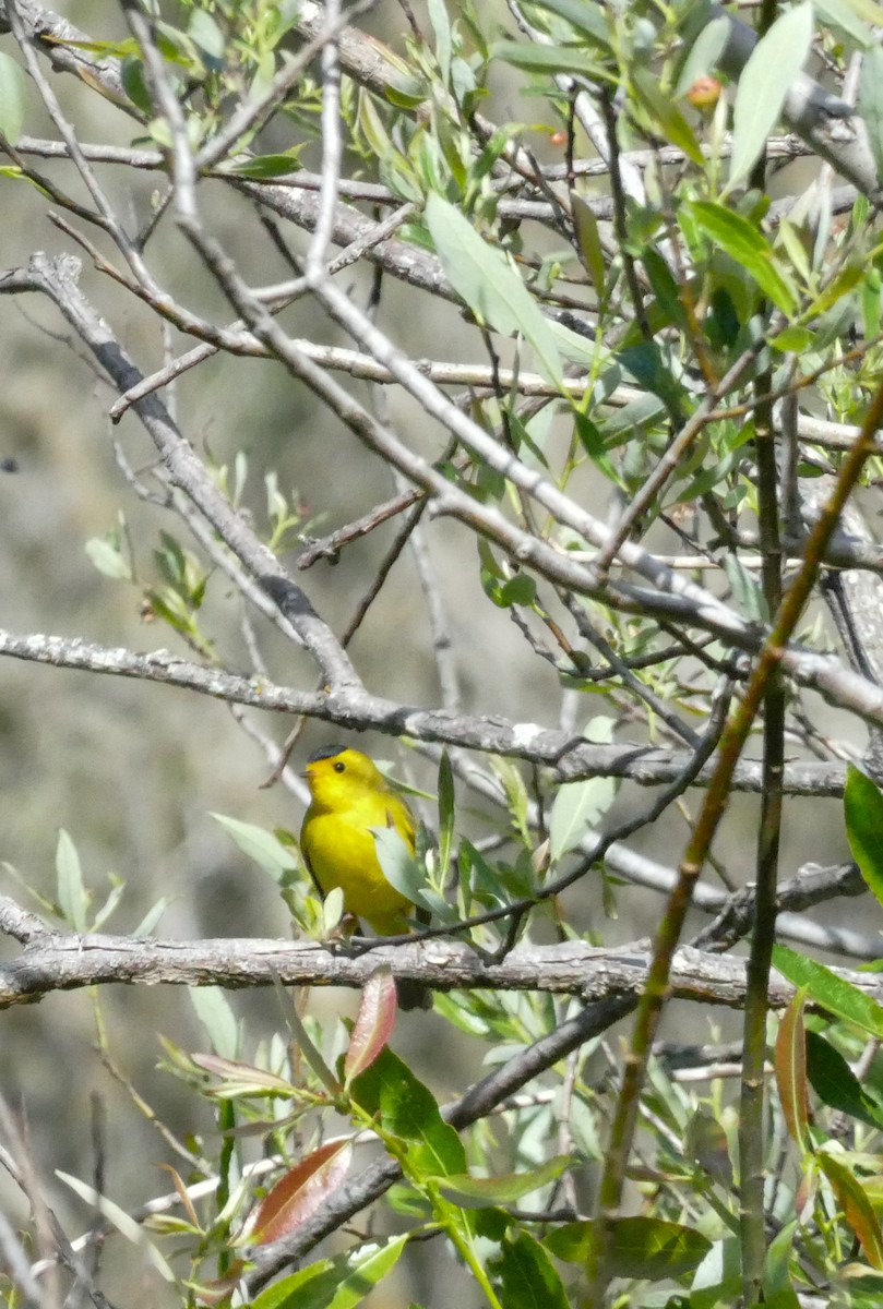 Wilson's Warbler - Travis Barnes