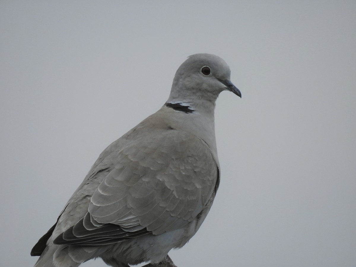 Eurasian Collared-Dove - ML618562950