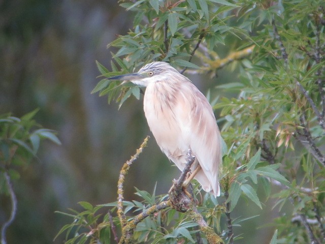 Squacco Heron - ML618562952