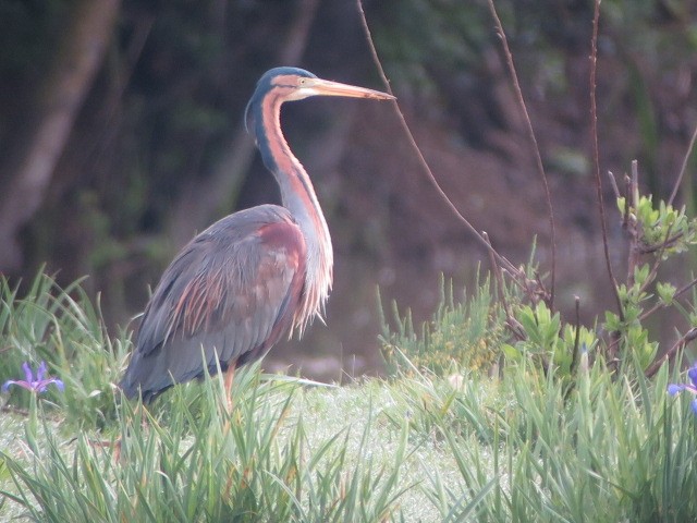 Purple Heron - ML618562957