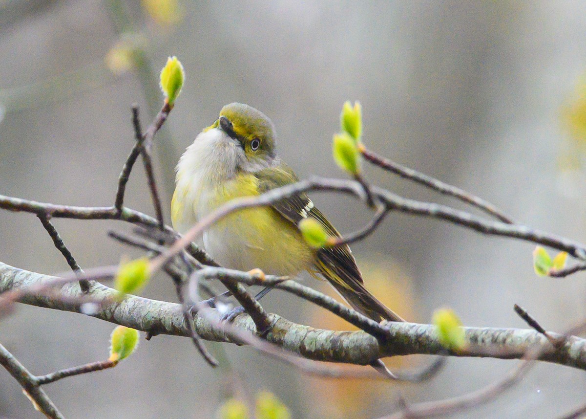 White-eyed Vireo - Dennis Elder