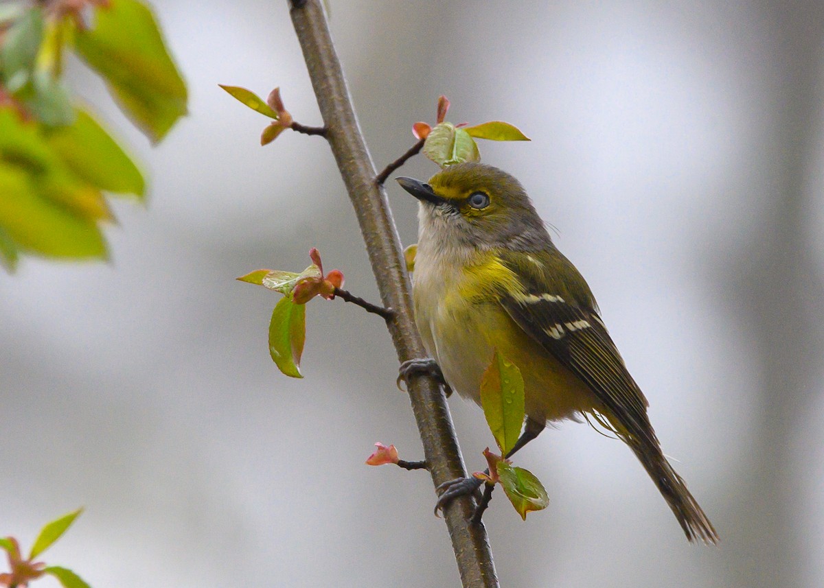 White-eyed Vireo - ML618562970