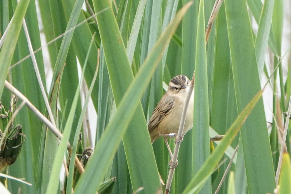 Sedge Warbler - ML618562986