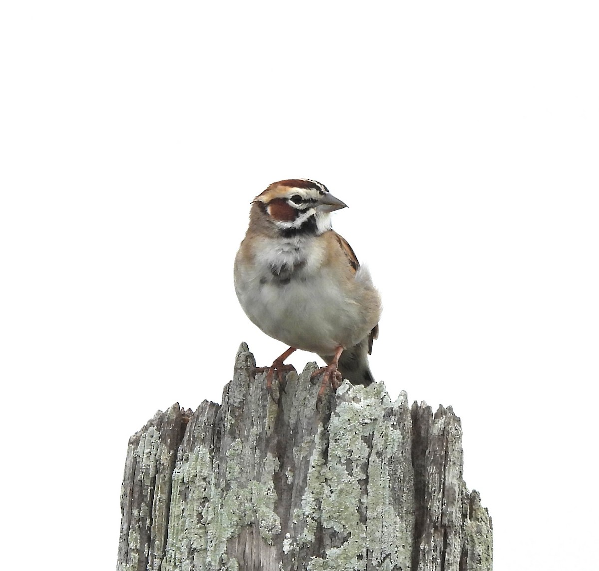 Lark Sparrow - ML618562994