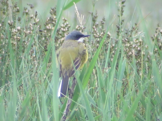 Western Yellow Wagtail - ML618563004