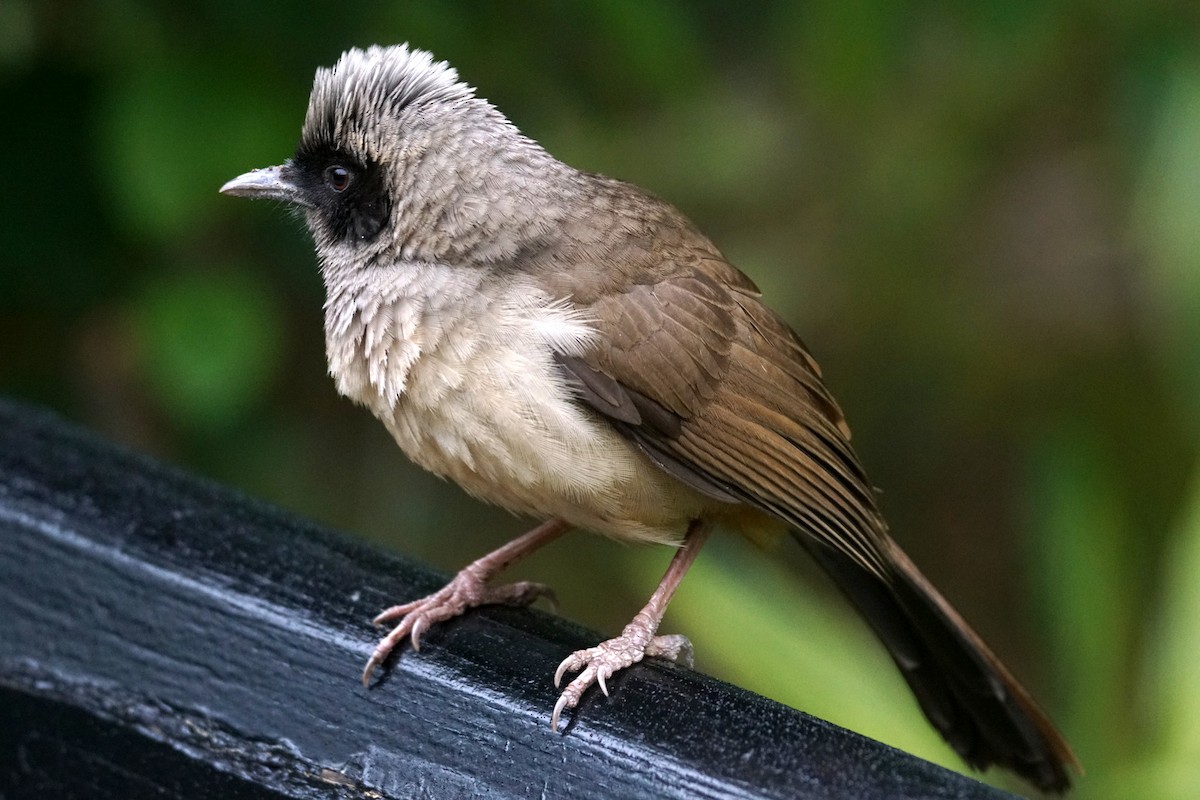 Masked Laughingthrush - ML618563017