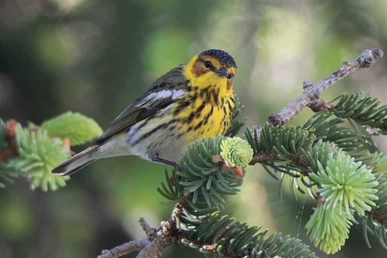 Cape May Warbler - ML618563019