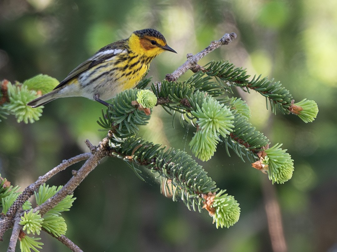 Cape May Warbler - ML618563020