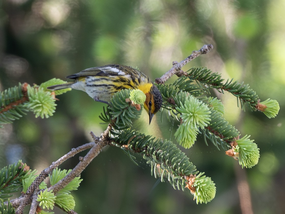Cape May Warbler - ML618563021
