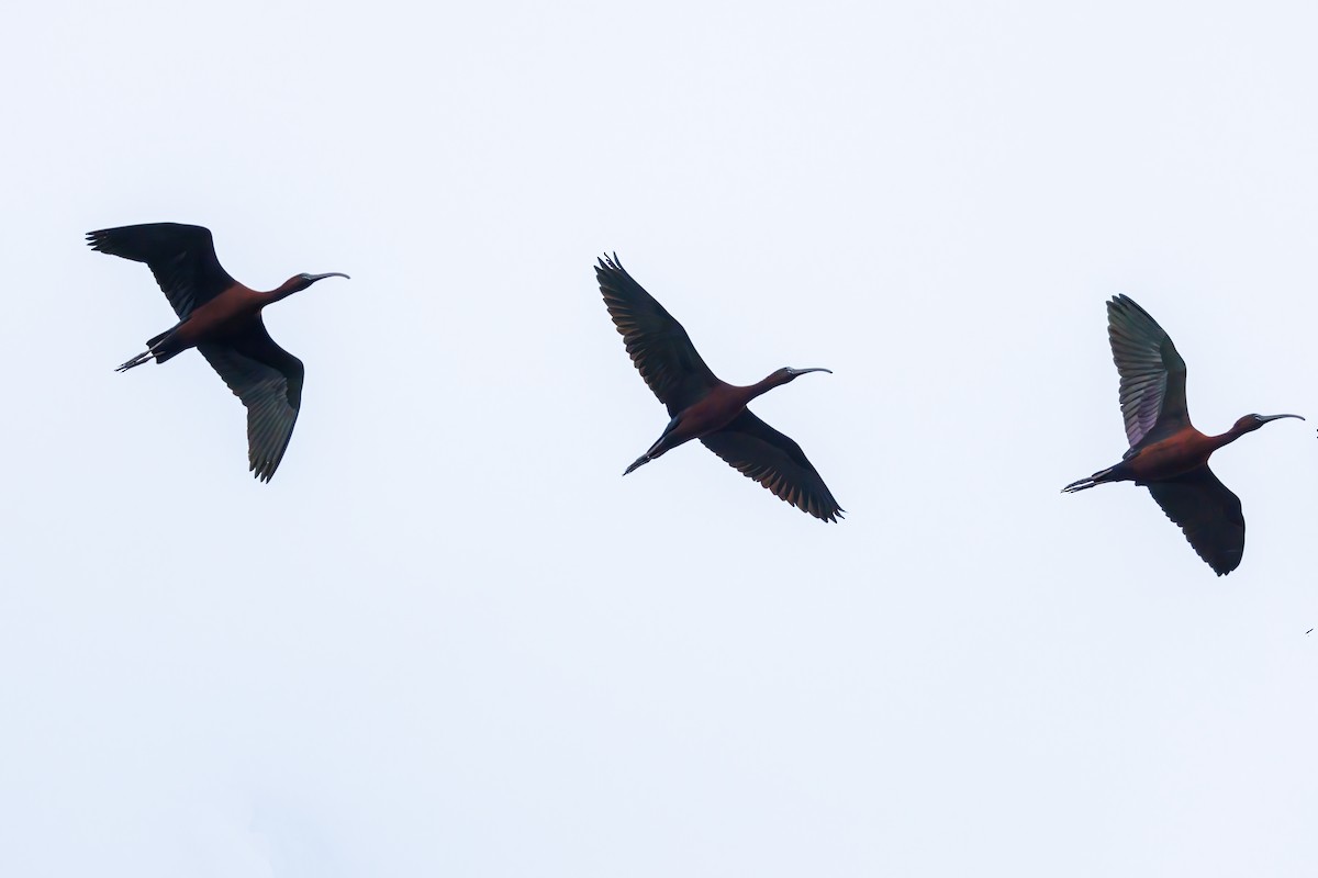 ibis hnědý - ML618563031
