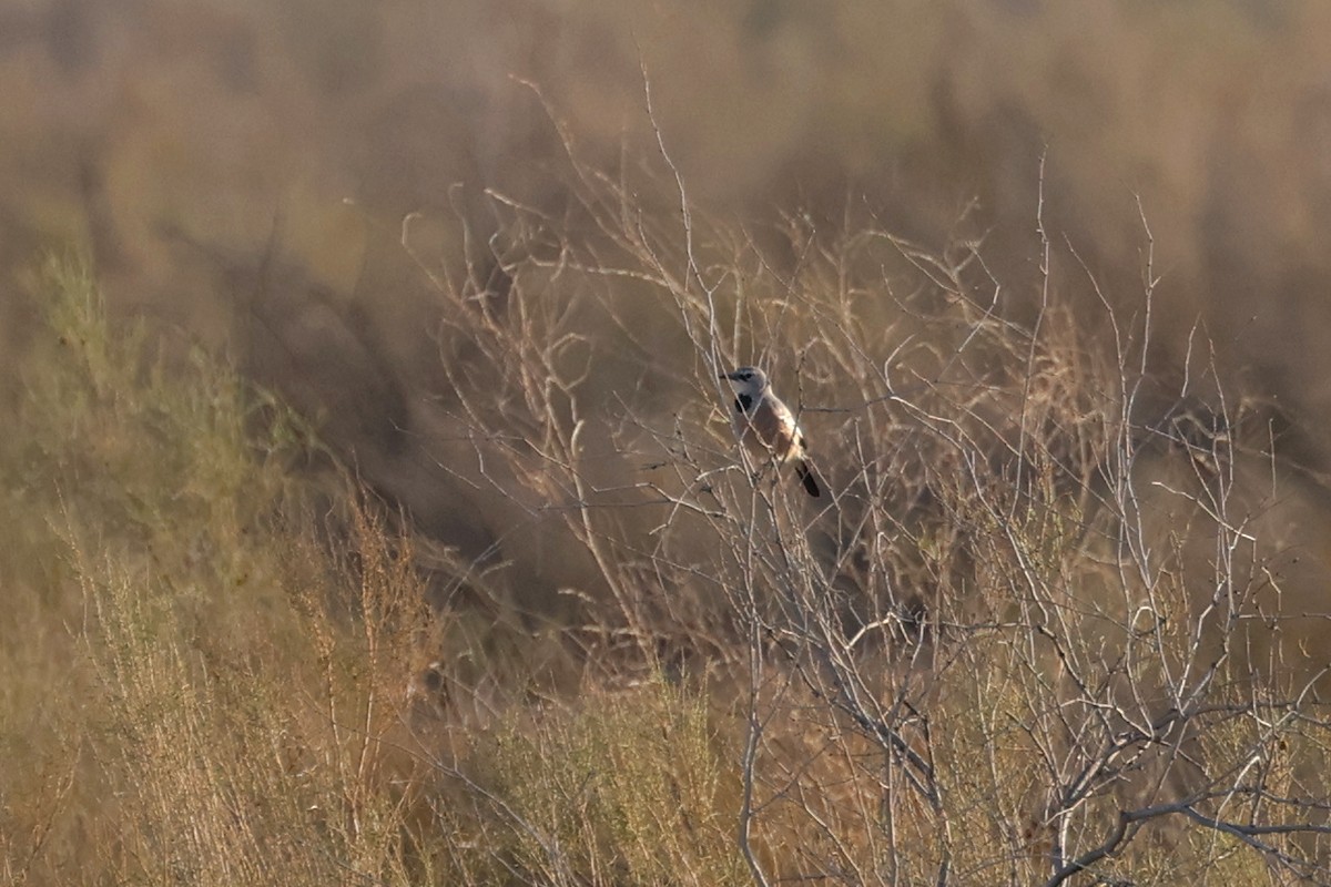 Turkestan Ground-Jay - Charley Hesse TROPICAL BIRDING