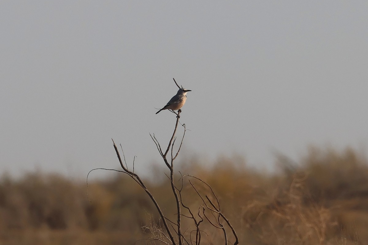 Turkestan Ground-Jay - Charley Hesse TROPICAL BIRDING