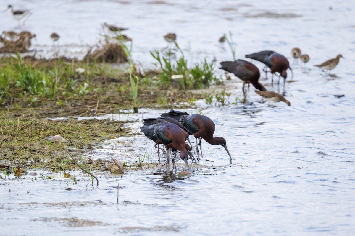 Glossy Ibis - ML618563080