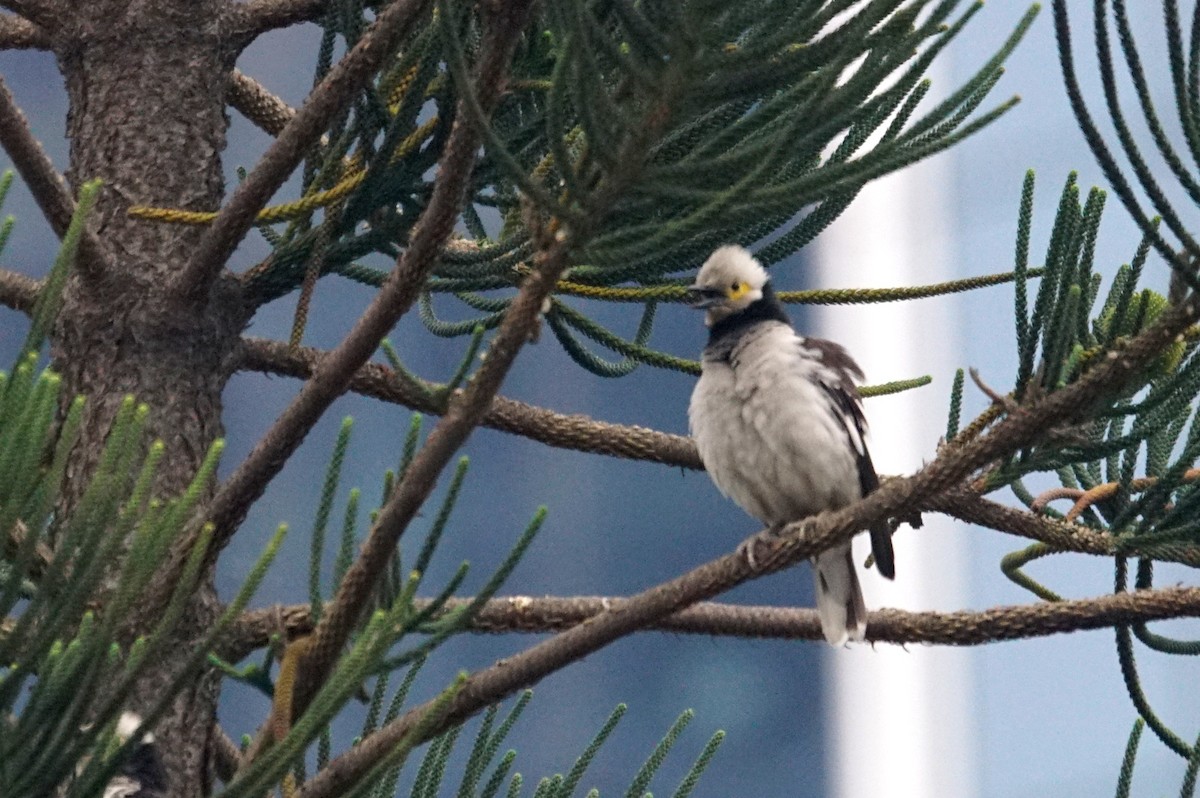 Black-collared Starling - ML618563086