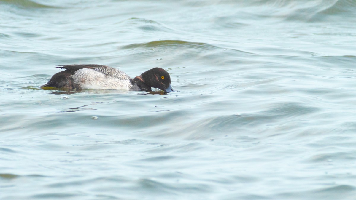 Lesser Scaup - ML618563121