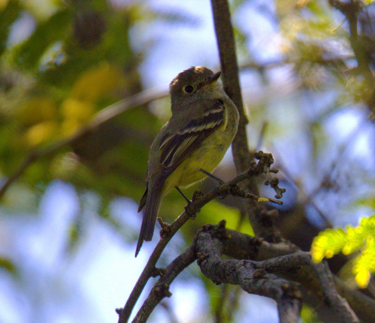 Hammond's Flycatcher - Don Carney