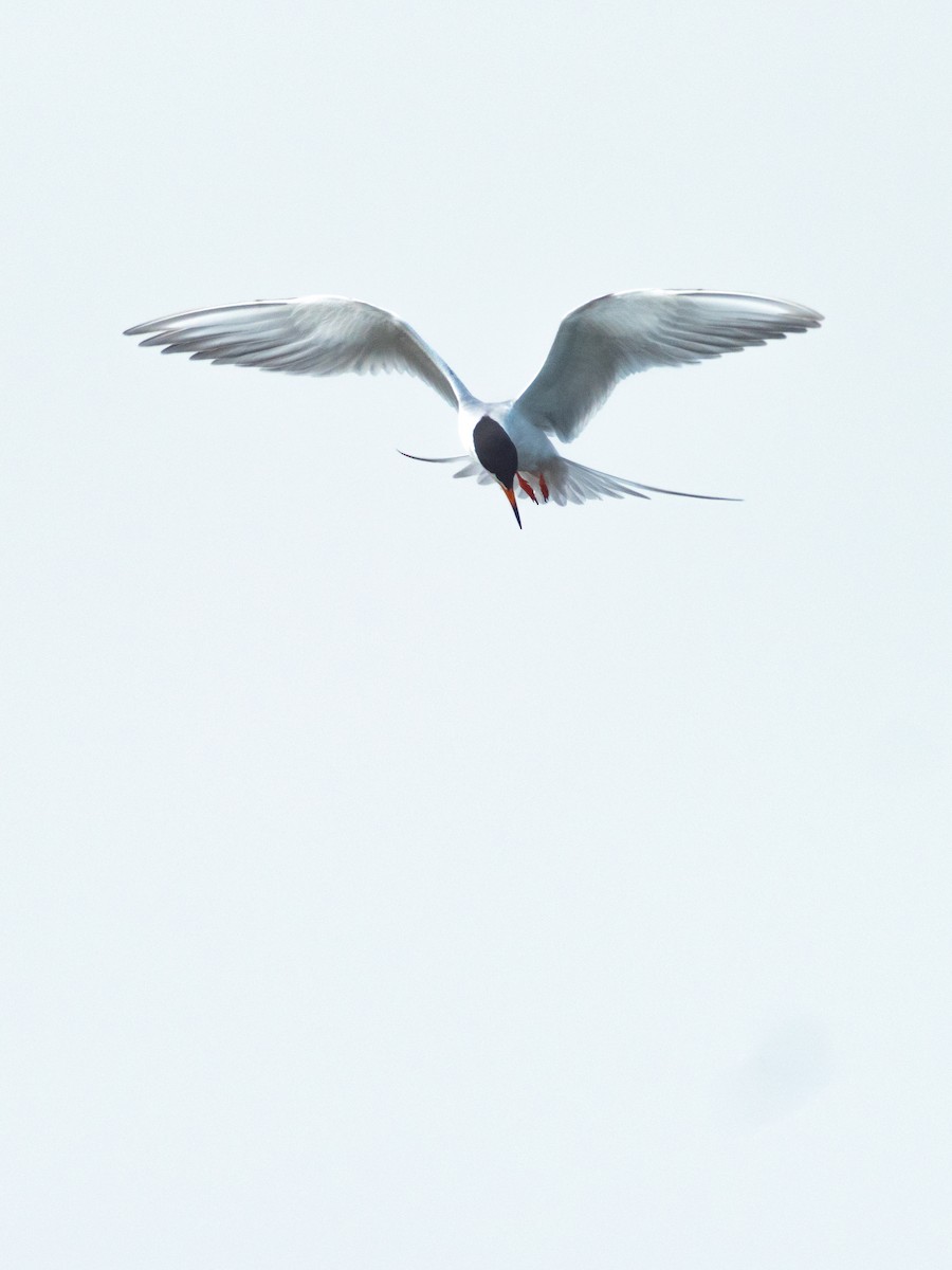 Forster's Tern - Nicholas Hinnant