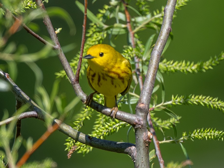 Yellow Warbler - Jeffrey Gresko