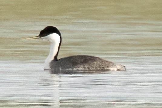 Western Grebe - ML618563148