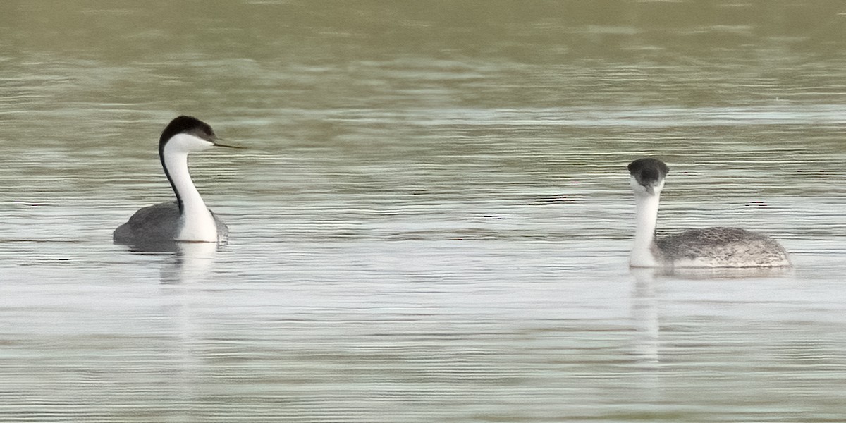 Western Grebe - ML618563150