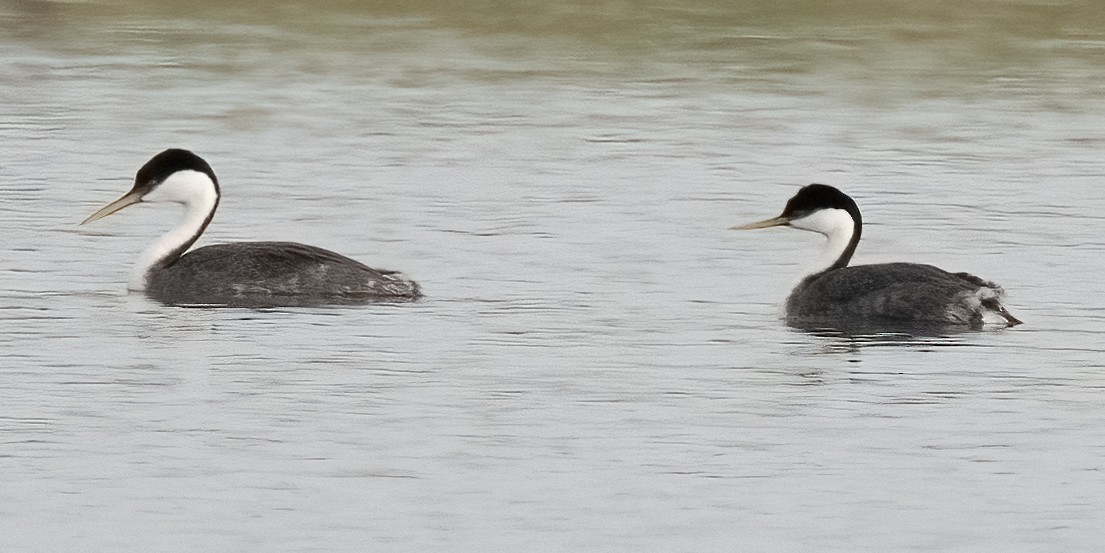 Western Grebe - ML618563152