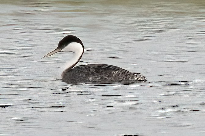 Western Grebe - ML618563153