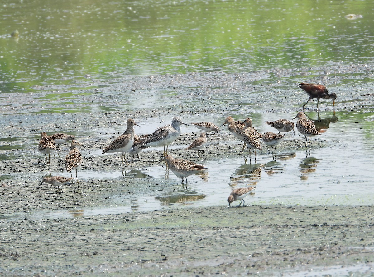 Pectoral Sandpiper - ML618563160