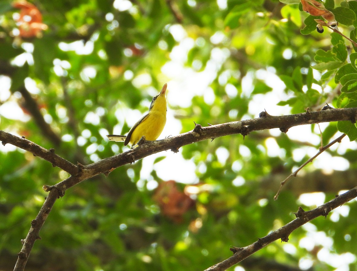 Common Tody-Flycatcher - ML618563186