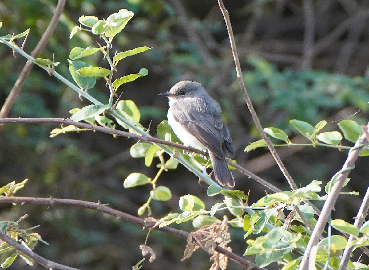 Swamp Flycatcher - ML618563217