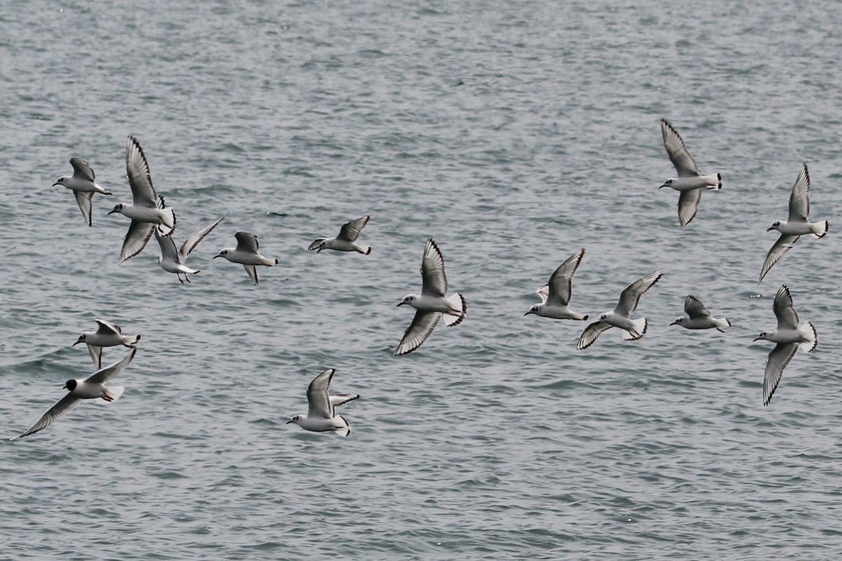 Bonaparte's Gull - ML618563231