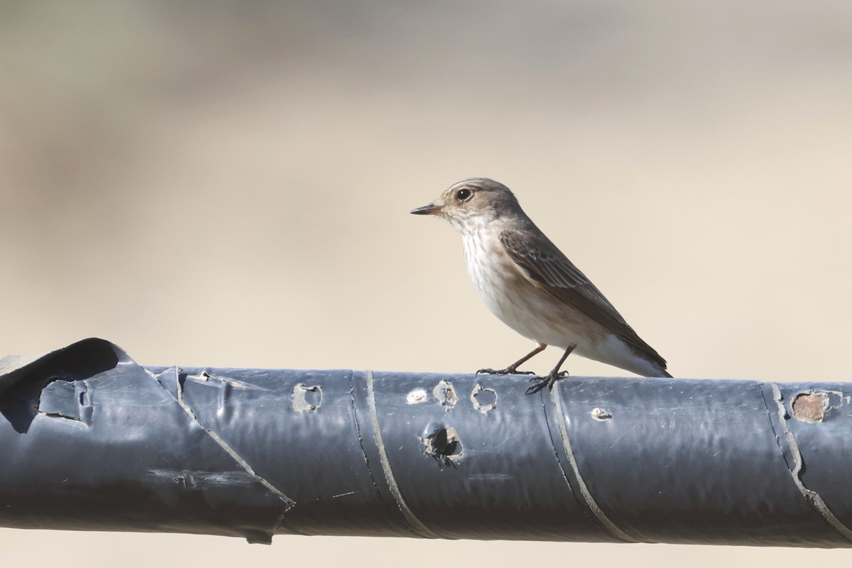 Spotted Flycatcher (Spotted) - Charley Hesse TROPICAL BIRDING