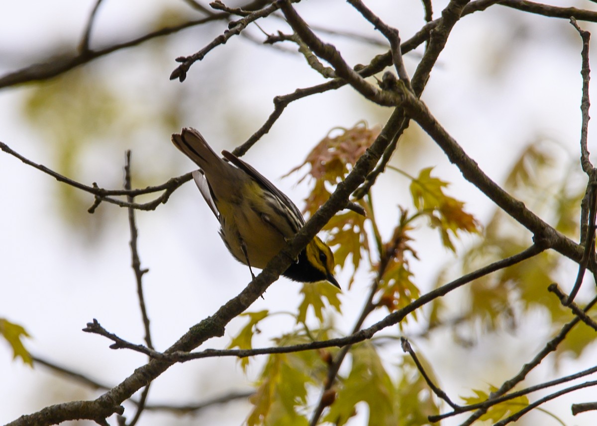 Black-throated Green Warbler - ML618563265