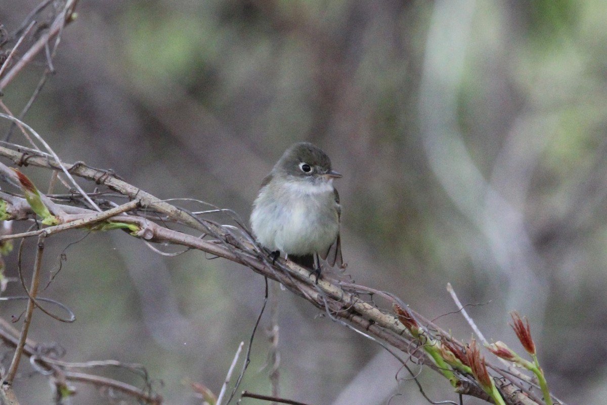 Least Flycatcher - ML618563266