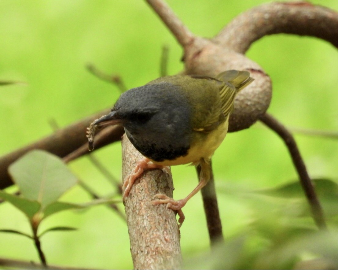 Mourning Warbler - ML618563273