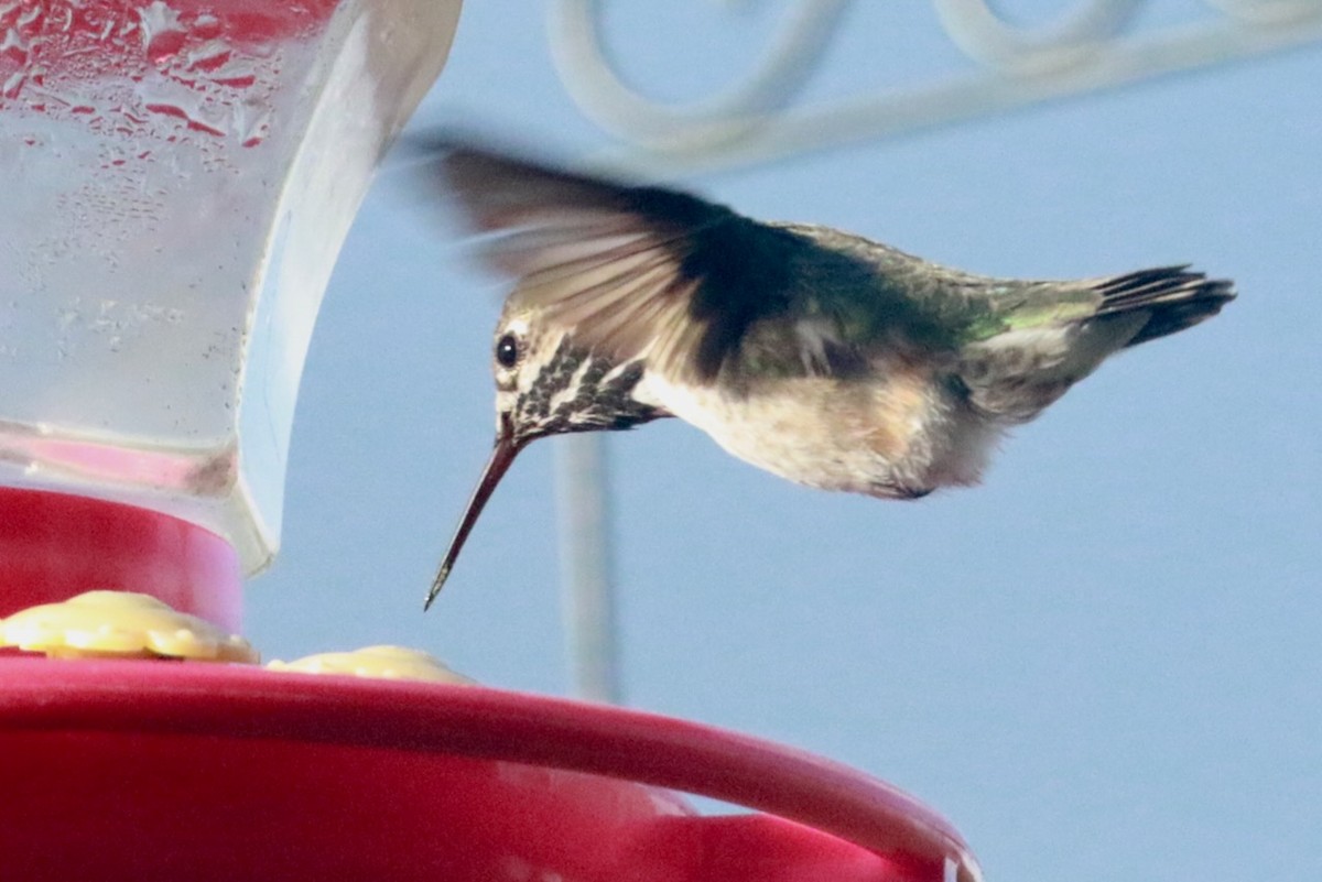 Calliope Hummingbird - Brian White
