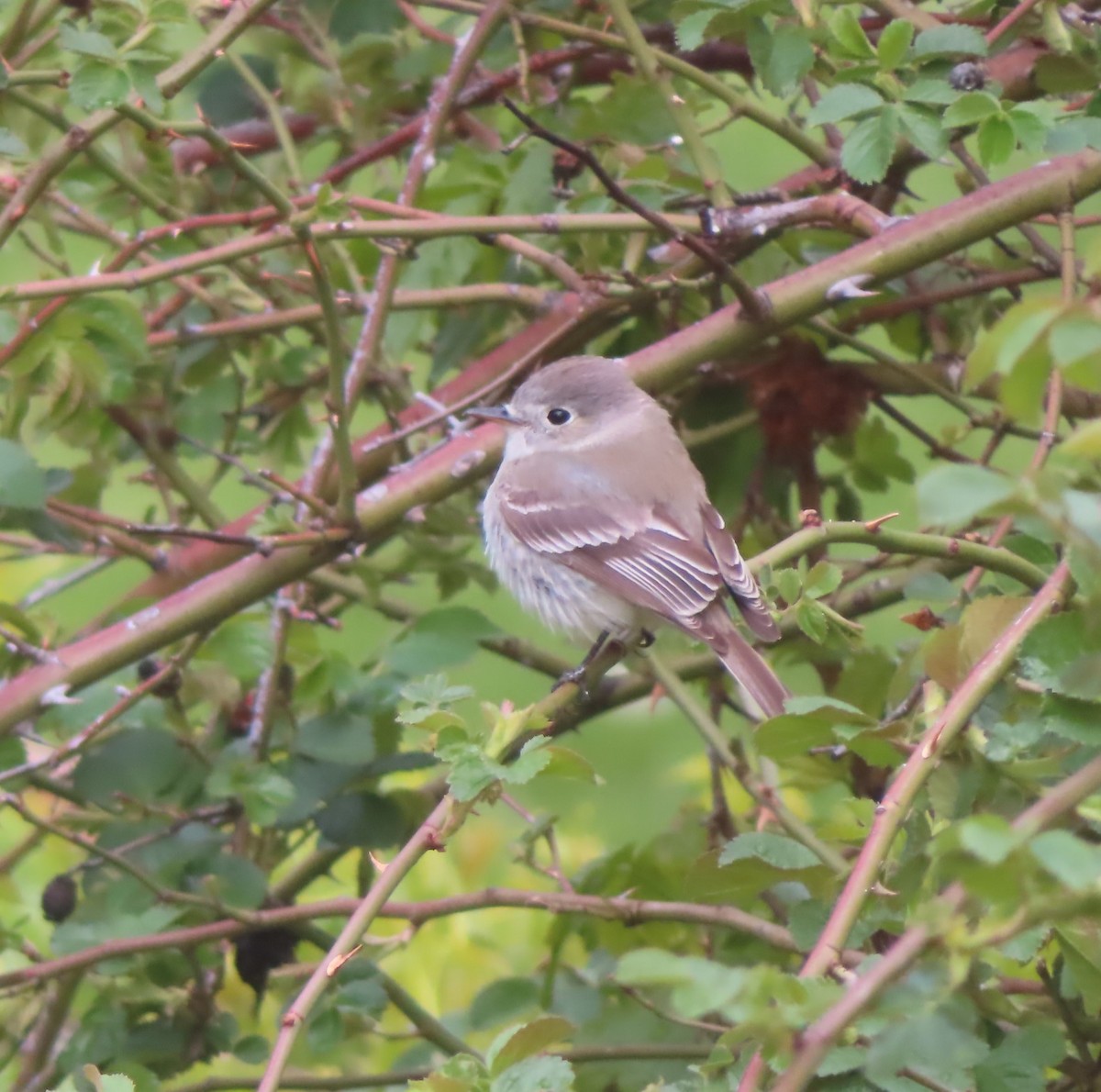 Dusky Flycatcher - ML618563288