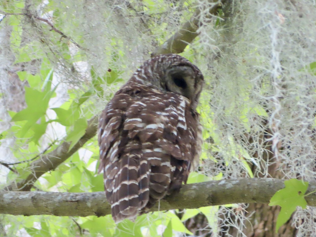 Barred Owl - ML618563290