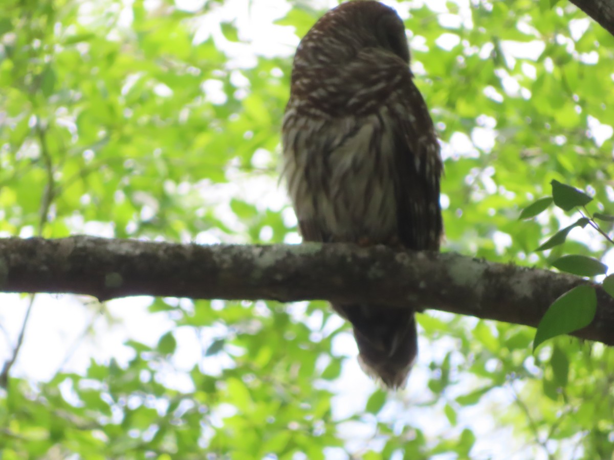 Barred Owl - ML618563291