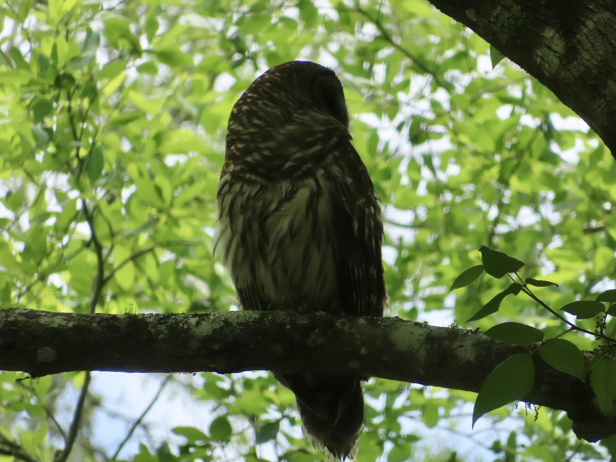 Barred Owl - ML618563292