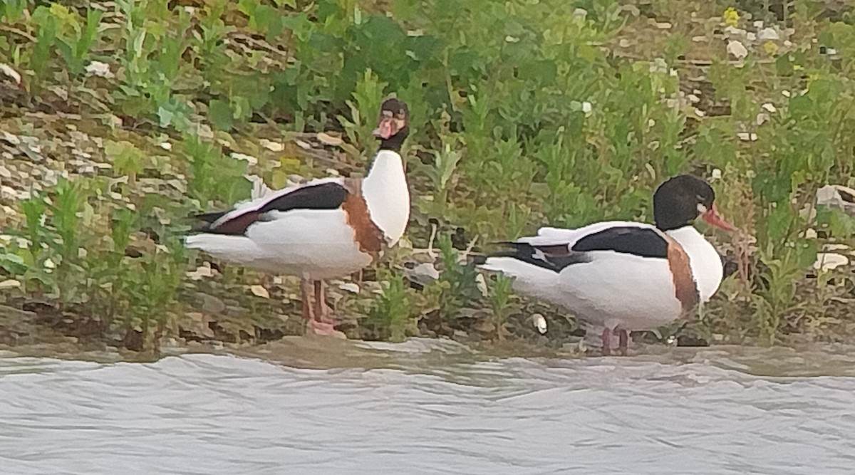 Common Shelduck - ML618563296