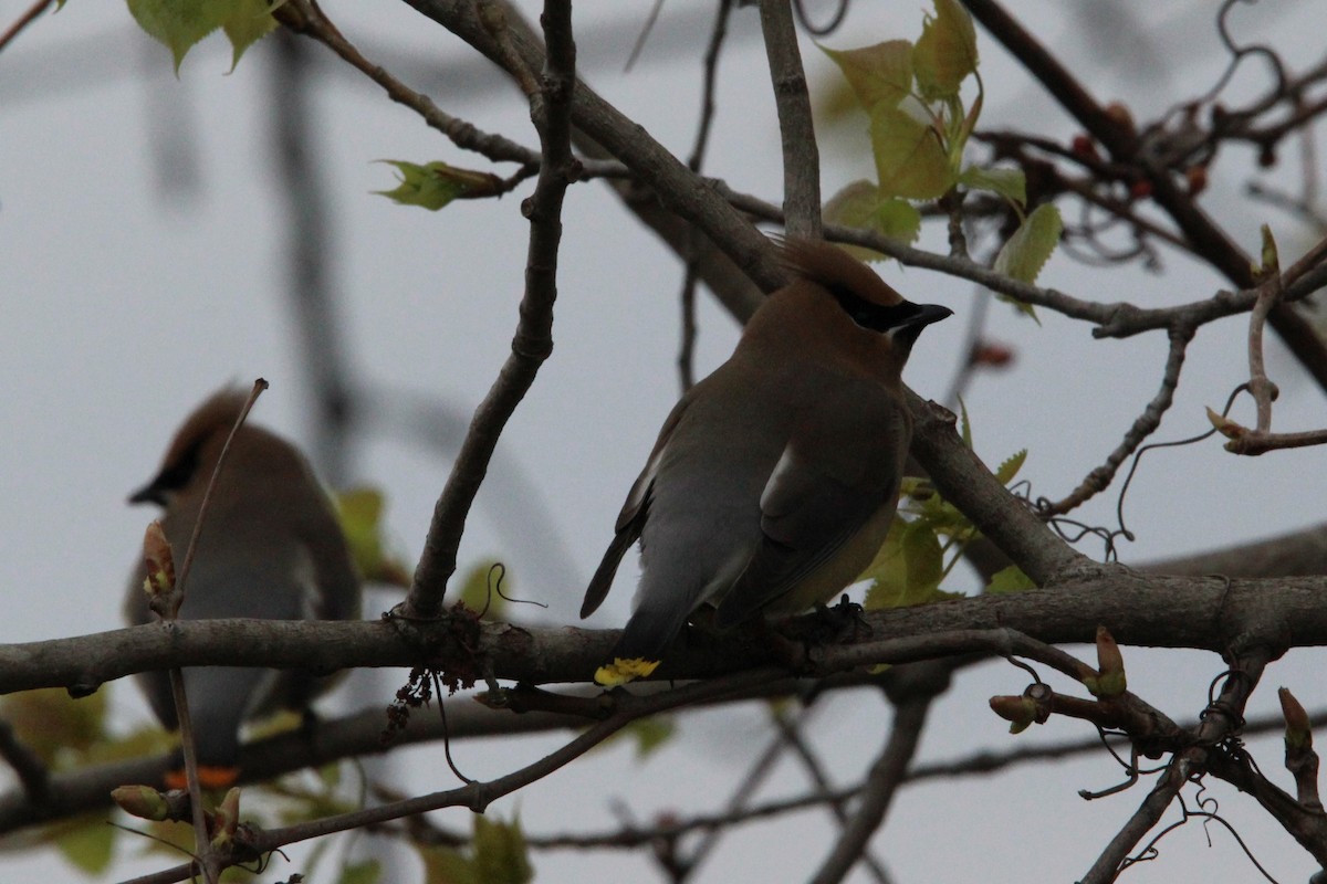 Cedar Waxwing - ML618563298