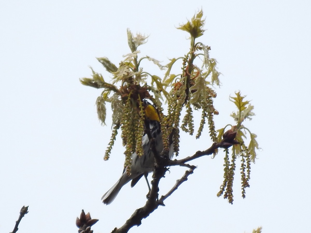 Yellow-throated Warbler - Dennis S Main