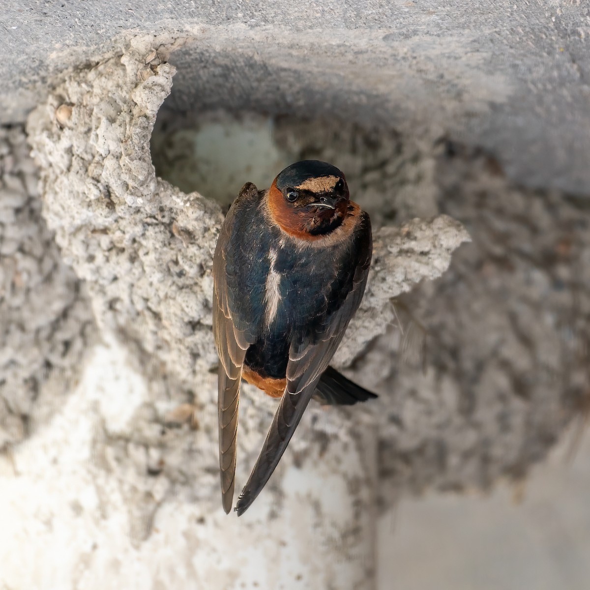 Cliff Swallow - ML618563340