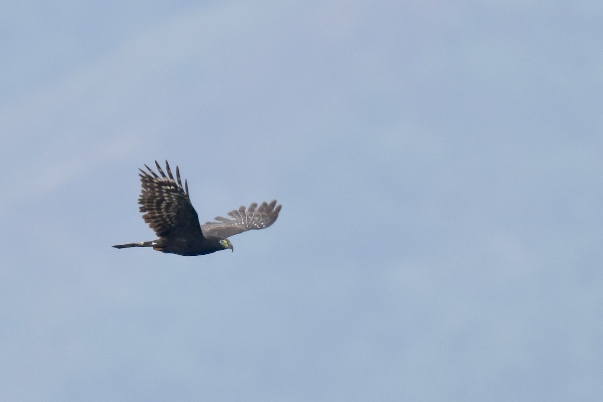 Hook-billed Kite - Luke Berg