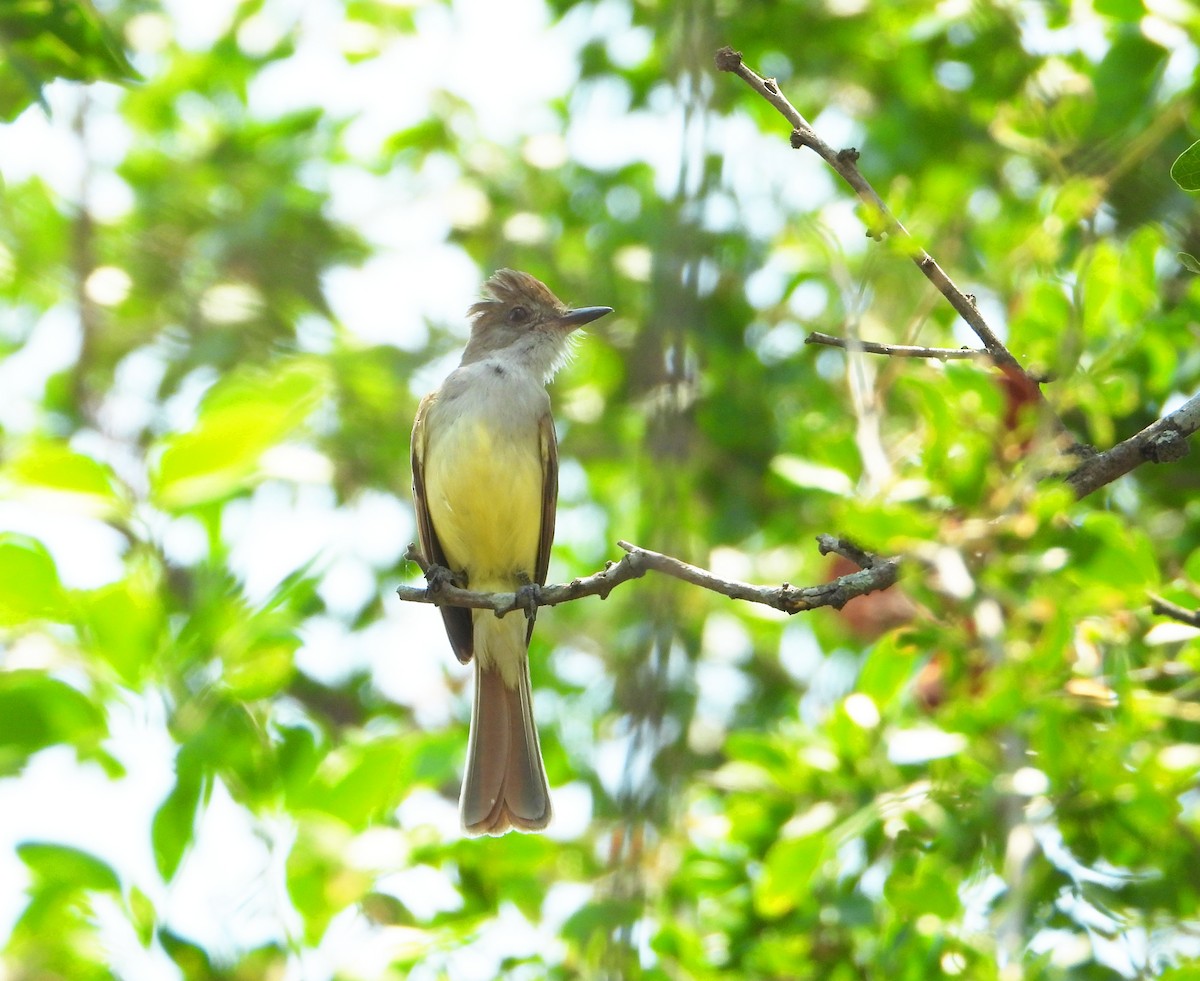 Nutting's Flycatcher - ML618563355