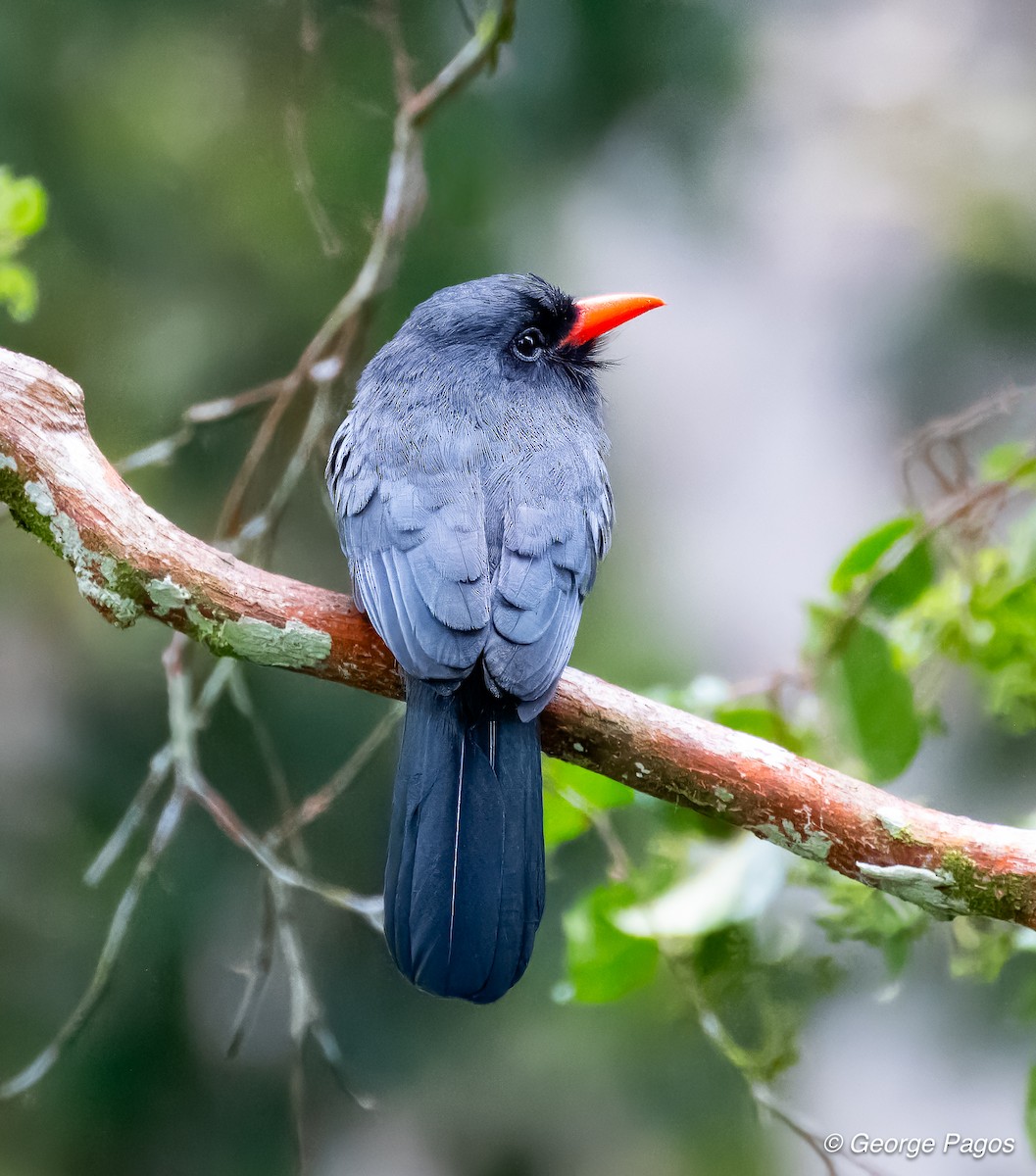 Black-fronted Nunbird - ML618563400